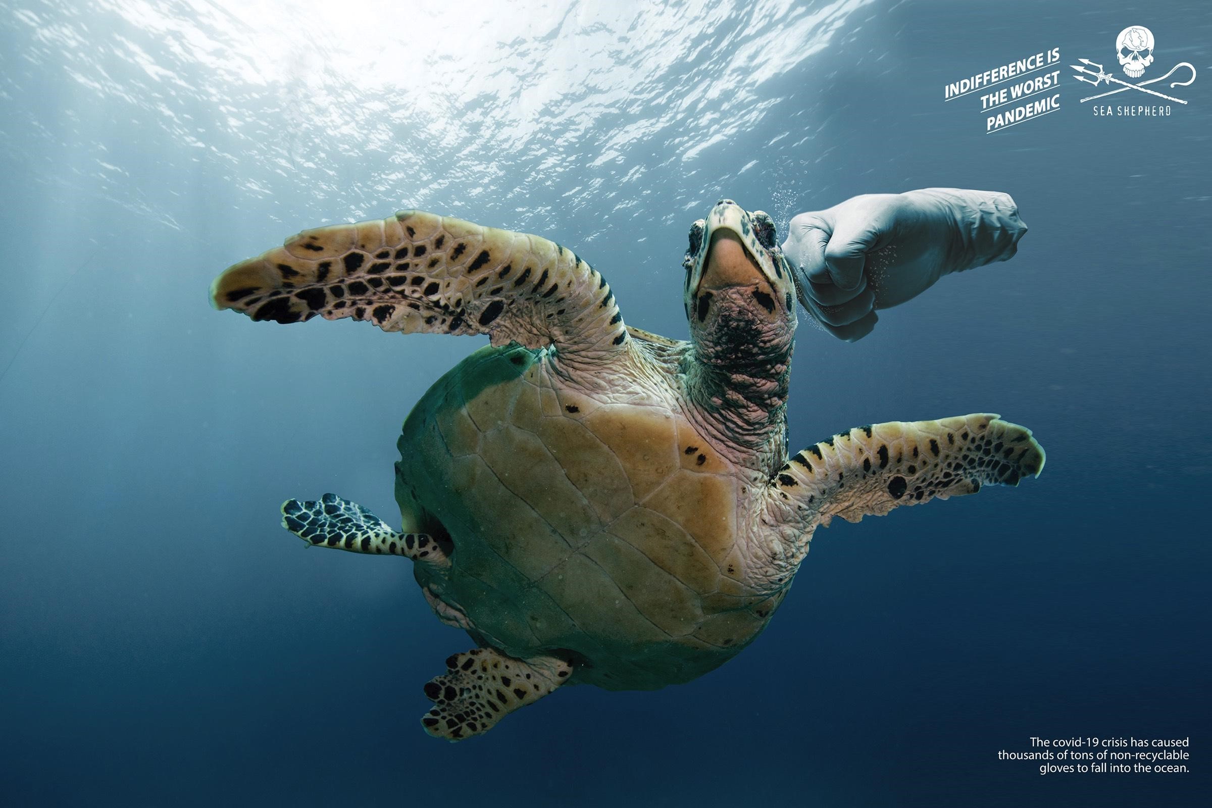 4 Sea Shepherd ad