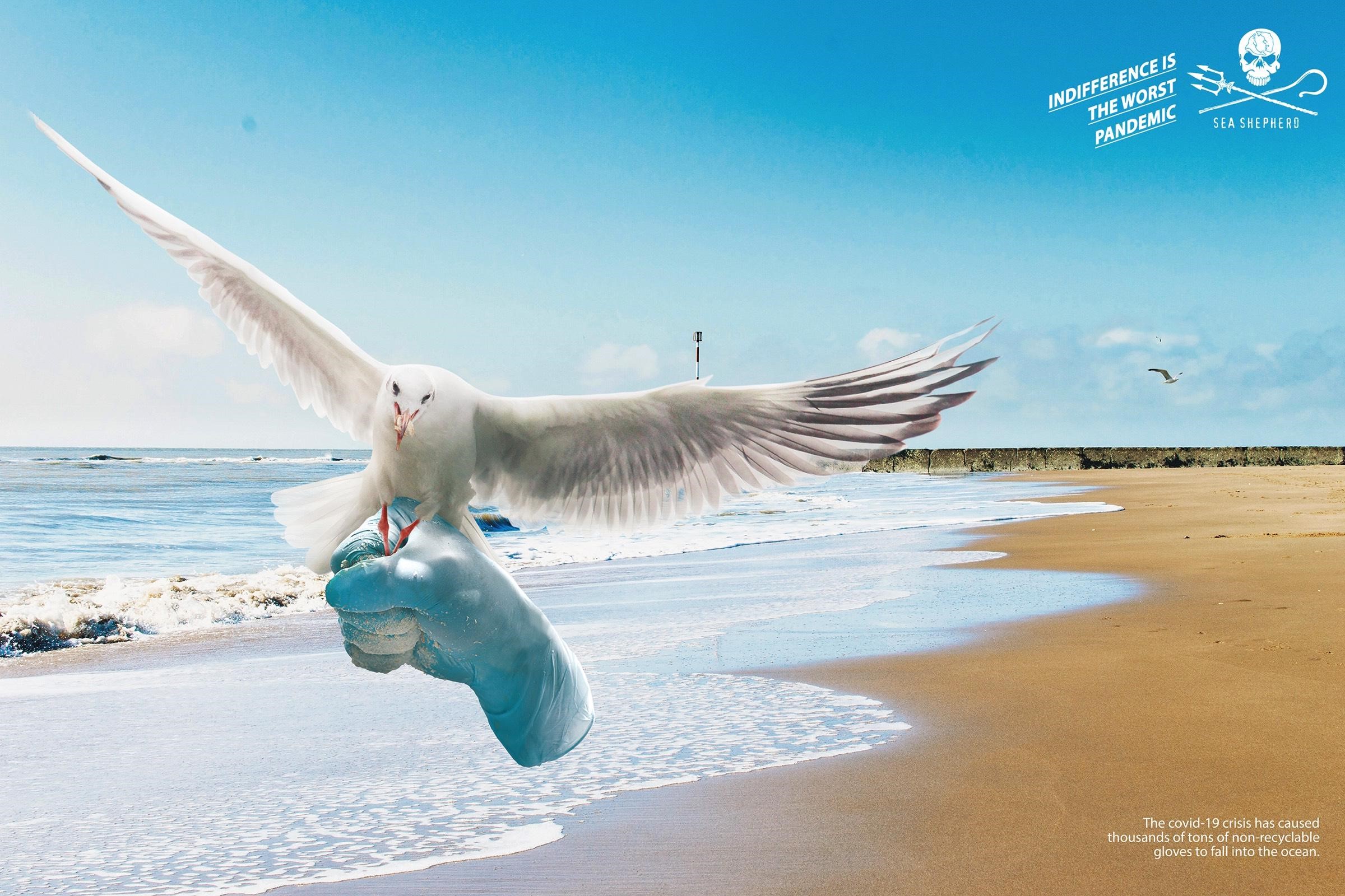 5 Sea Shepherd ad